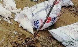 Hàng chục bao tải gà chết đang phân huỷ vứt dọc bờ biển