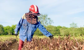 Nắng quay quắt, nhiều đồi chè Hà Tĩnh cháy khô, dân chất đống đem về làm củi