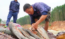 Hồ Kẻ Gỗ xả lũ, dân kéo nhau đi săn cá ‘khủng’