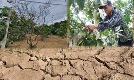 Hồ đập cạn khô, ruộng đồng nứt nẻ, dân quay cuồng trong nắng nóng miền Trung