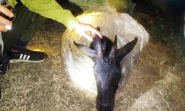 Hai thanh niên lẻn vào vườn quốc gia giết hại sơn dương