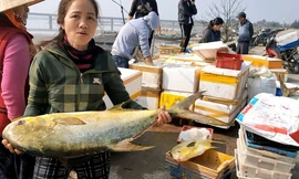 Trúng đậm mẻ cá chim vàng, một đêm ngư dân thu về hơn nửa tỷ đồng