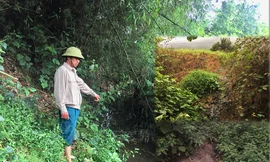 Nơm nớp lo chất thải từ trại lợn 'bức tử' dòng nước đầu nguồn