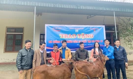 Trao bò giống hỗ trợ bà con vùng lũ Hà Tĩnh