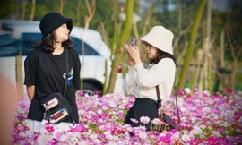 Cánh đồng hoa sao nhái ở Hà Tĩnh thu hút đông bạn trẻ đến chụp hình