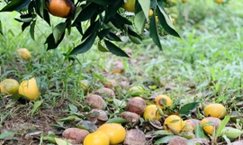 Người dân bất lực nhìn hàng chục tấn cam rụng tả tơi sau mưa lũ