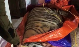 Phát hiện cá thể hổ nặng 2,5 tạ trong nhà dân