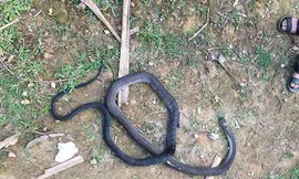 Người đàn ông bị rắn hổ mang chúa dài hơn 2m cắn tử vong