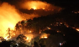 Lão nông bị phạt 90 triệu vì làm cháy 4.900m2 rừng thông