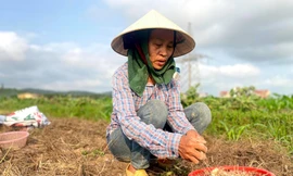 Nghệ An: Giá chạm đáy, hàng trăm hecta hành tăm chịu cảnh 'nằm ruộng'