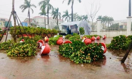 Mưa lớn 28 Tết, quất đào ngã đổ, tiểu thương Hà Tĩnh 'khóc ròng'