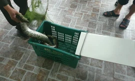 Kinh hãi phát hiện trăn gấm nặng 7kg bò vào vườn nhà dân ở Hà Tĩnh