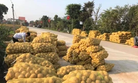 Khoai tây được mùa được giá, nông dân Nghệ An phấn khởi thu hoạch