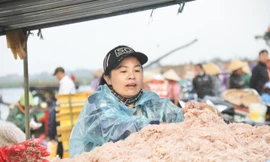 Ngư dân Hà Tĩnh trúng đậm ruốc biển, thu tiền triệu mỗi ngày