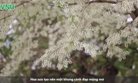 Hoa sưa nở trắng trời trên khuôn viên ĐHQG Hà Nội