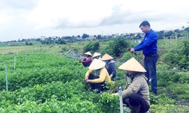 Chàng thanh niên dân tộc Tày mê nông nghiệp