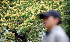 Cây cổ thụ hơn 300 năm tuổi ra hoa đẹp ngỡ ngàng giữa Hà Nội