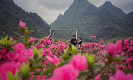 Lạc vào thiên đường hoa đỗ quyên lớn nhất Việt Nam