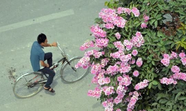 Hoa bằng lăng rực rỡ sắc tím khắp phố phường Hà Nội