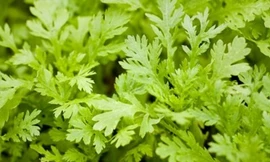 Những loại rau giúp hạ huyết áp