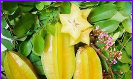 Quả khế chữa nhiều bệnh