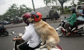 Chó đội mũ bảo hiểm ngồi sau xe như người