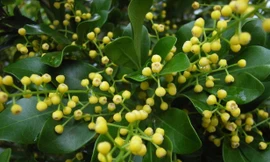 Các loài hoa chữa cao huyết áp, chán ăn