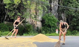 Du khách nước ngoài nhận "bão tim" khi giúp người dân "chạy lúa" tại Ninh Bình