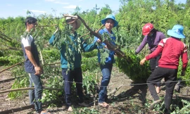  Mưa lớn kéo theo lốc xoáy gây thiệt hại nặng nề cho người dân. 