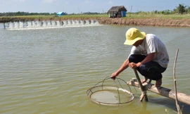 Nông dân kiểm tra tôm nuôi. Ảnh: Hòa Hội