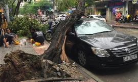 Hiện trường cây ngã.