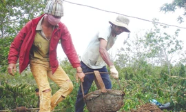 Người dân đào giếng để lấy nước cứu cà phê ở huyện Cư M’gar, Đăk Lăk