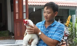 Gà 9 cựa giá 30 triệu đồng