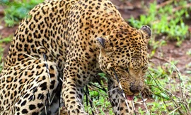 Vì hung hăng, muốn cắn xé con mồi bé nhỏ hơn mình một cách nhanh nhất, con báo gấm đã trả giá đầy đau đớn, báo gấm bị nhím phóng gai trả thù cực thảm.