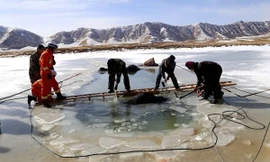 Tai nạn khiến đàn bò chết thảm xảy ra khi một nông dân ở Thanh Hải, Trung Quốc dẫn đàn bò của mình đi qua sông băng sang bãi bên kia sông để chăn thả.