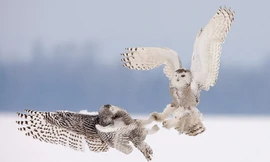 Cận cảnh cú săn mồi nhanh như tên bắn của cú tuyết