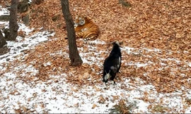 Con dê theo hổ đi khắp mọi nơi. Ảnh: A. Fedoseev.