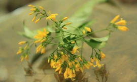 Một cành lá ngón.