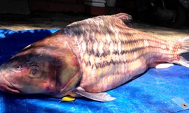 Con cá trà sóc vừa được vận chuyển về TPHCM.