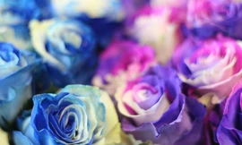 Hoa hồng lạ giá triệu đồng cho ngày 20/10