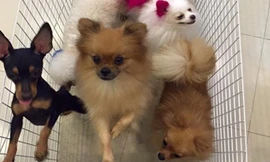 Những chú cún khi còn sống tại quán Tea and Pet. Nhân vật cung cấp.