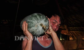 Lạ kỳ giống bí khổng lồ nặng hàng chục kg của người Mường