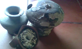 Số mẫu vật nguyên vẹn hiện còn sót lại rất ít. Ảnh: M. Đình.