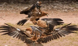 Một con đại bàng Tawney bắt được con rắn hổ mang và chuẩn bị bay lên thì bị hai con đại bàng khác sà tới tranh cướp.