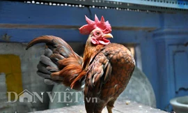 Lạ mắt gà tre “ngực khủng” hút giới sành điệu 