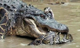 Trận chiến sinh tử giữa cá sấu sát thủ và trăn khổng lồ