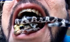 Thất kinh người đàn ông phùng miệng ngậm rắn, ếch độc