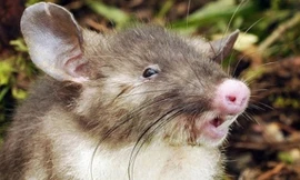 Phát hiện loài chuột mũi lợn mới ở Indonesia