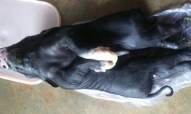 Một chú lợn con kỳ dị vừa chào đời tại một hộ gia đình nuôi heo tại phường Bình Tân, thị xã Buôn Hồ. 