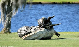 Cá sấu khổng lồ kịch chiến dữ dội trên sân golf